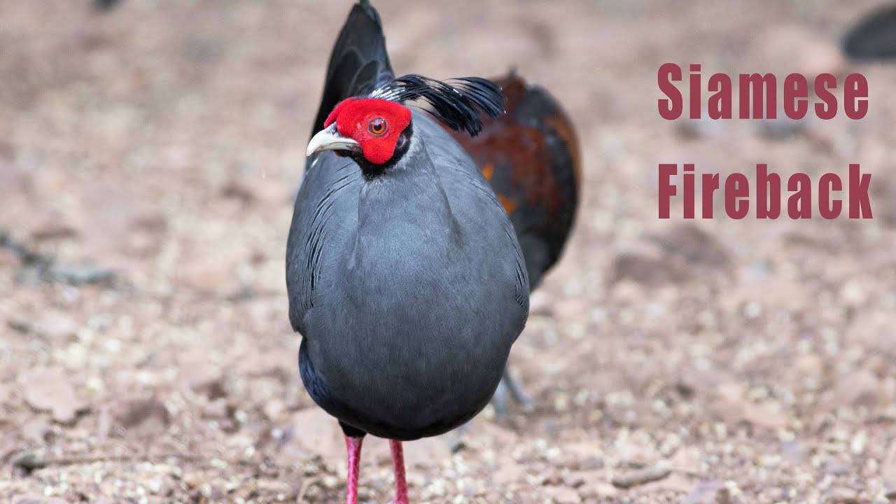 My trip to the Northern Plain of Cambodia | Bird watching in Cambodia |Mardy Sean| Sam Veasna tours