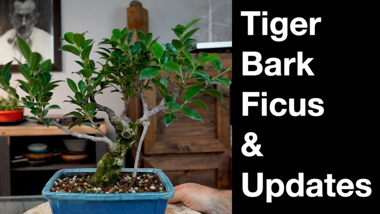 Tiger Bark & Updates:  Dave's Bonsai E465