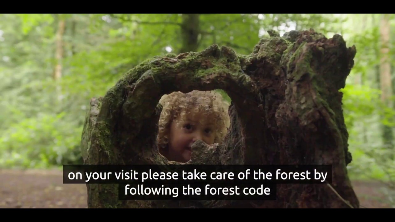 The Forest Code | How to visit the nation's forests responsibly