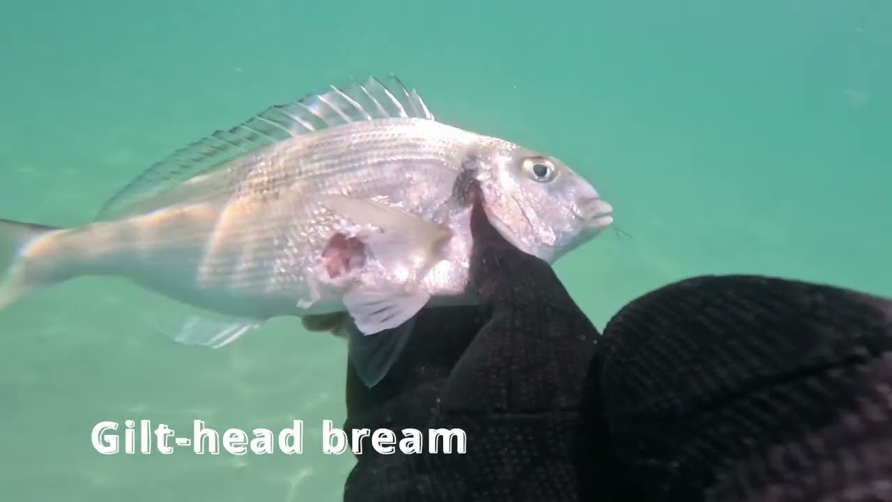Spearfishing in &Ccedil;eşme | Gilt-head Bream, Sea Bream, Mullet & More