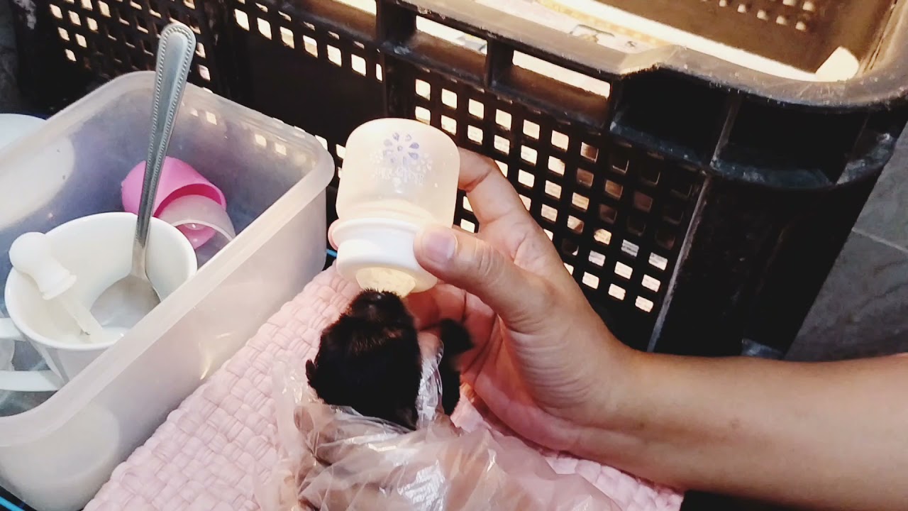 DAY 1 PAG AALAGA NG NEWBORN PUPPY TIPS TUTORIAL#mysubscriber#Whelpingcare#yorkie#Breedertutorial