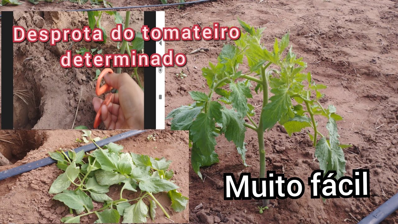 Aprenda a fazer a desbrota do tomateiro determinado.(Tomate Sert&atilde;o)