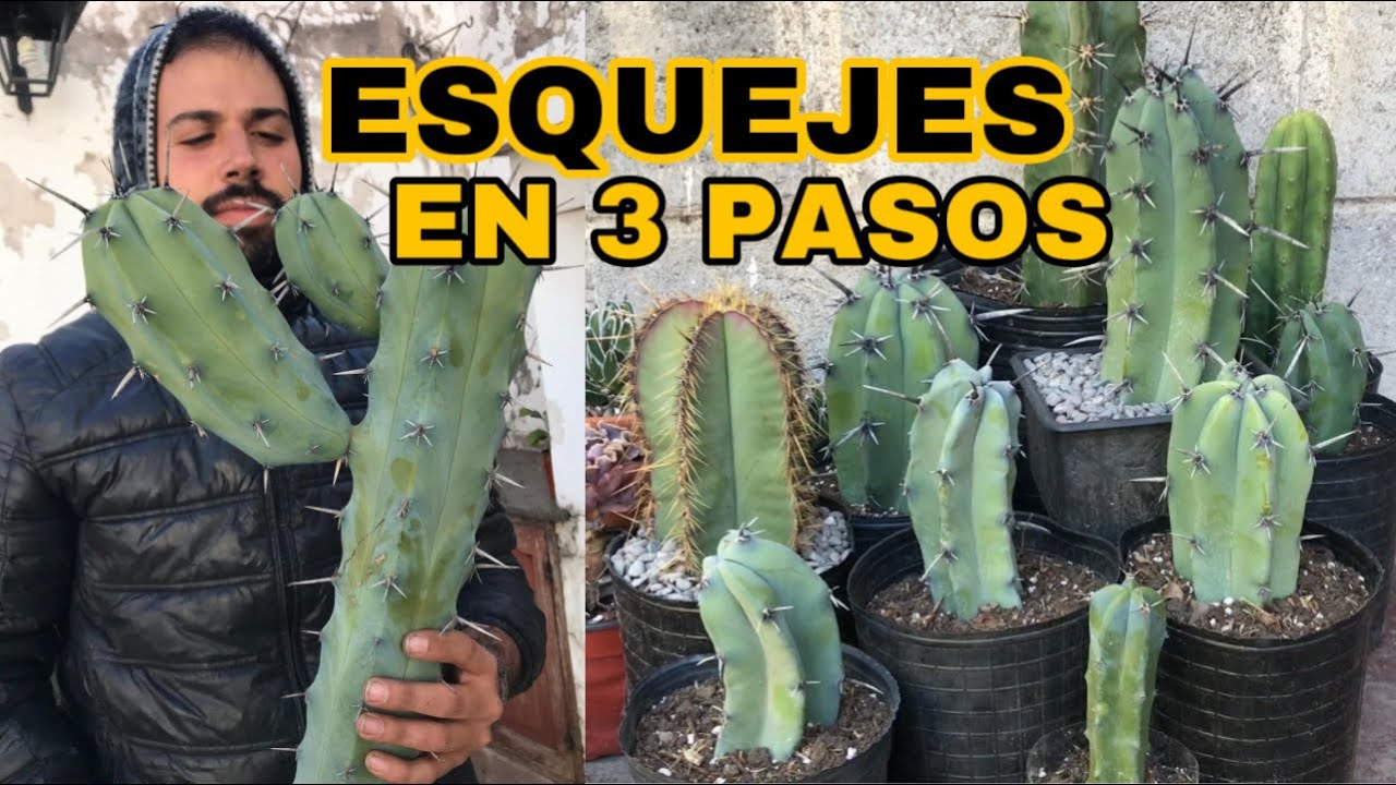 Reproducción de CACTUS por ESQUEJES (Cortes) | Instructivo en 3 pasos 🔪🌵