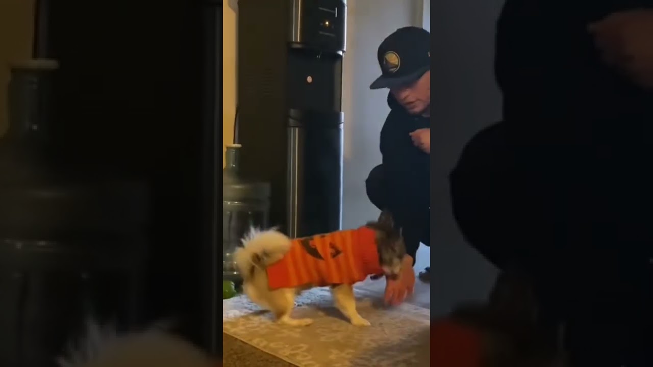 Funny pomsky does tricks #pomskylife