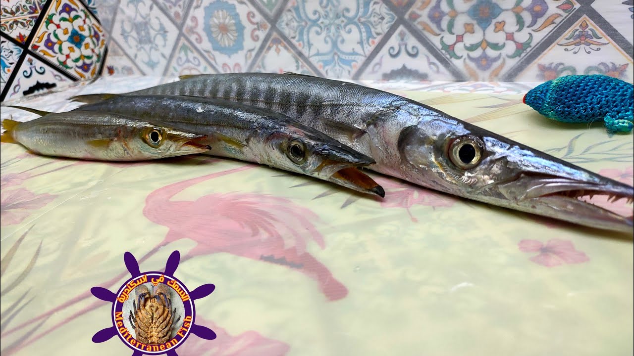 الفرق بين سمكة الباراكودا و أنواع سمك المغازل 😃