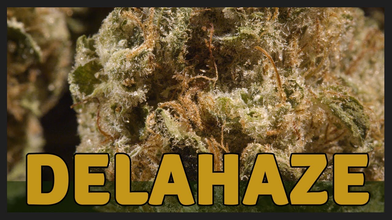 DELAHAZE - Hybrid 70% Sativa - THC 21%