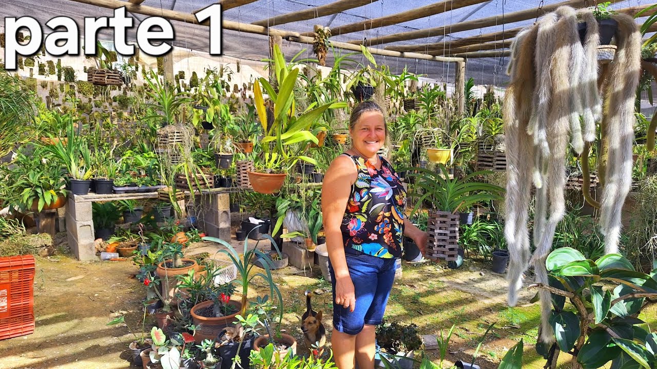 Micro orquideas  com belezas  gigantes# cactos 🌵 ,suculentas..