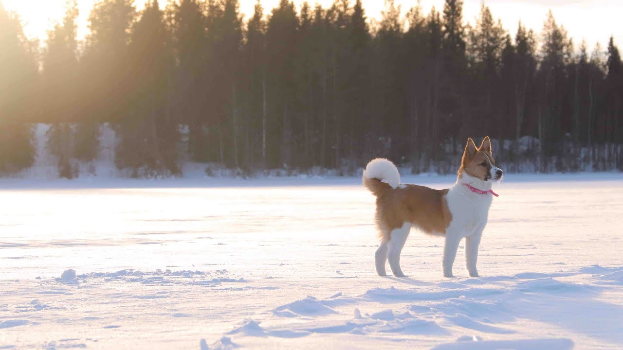 Pohjanpystykorvan pentuaikaa. Piiku-tyttö. Norrbottenspets puppy.