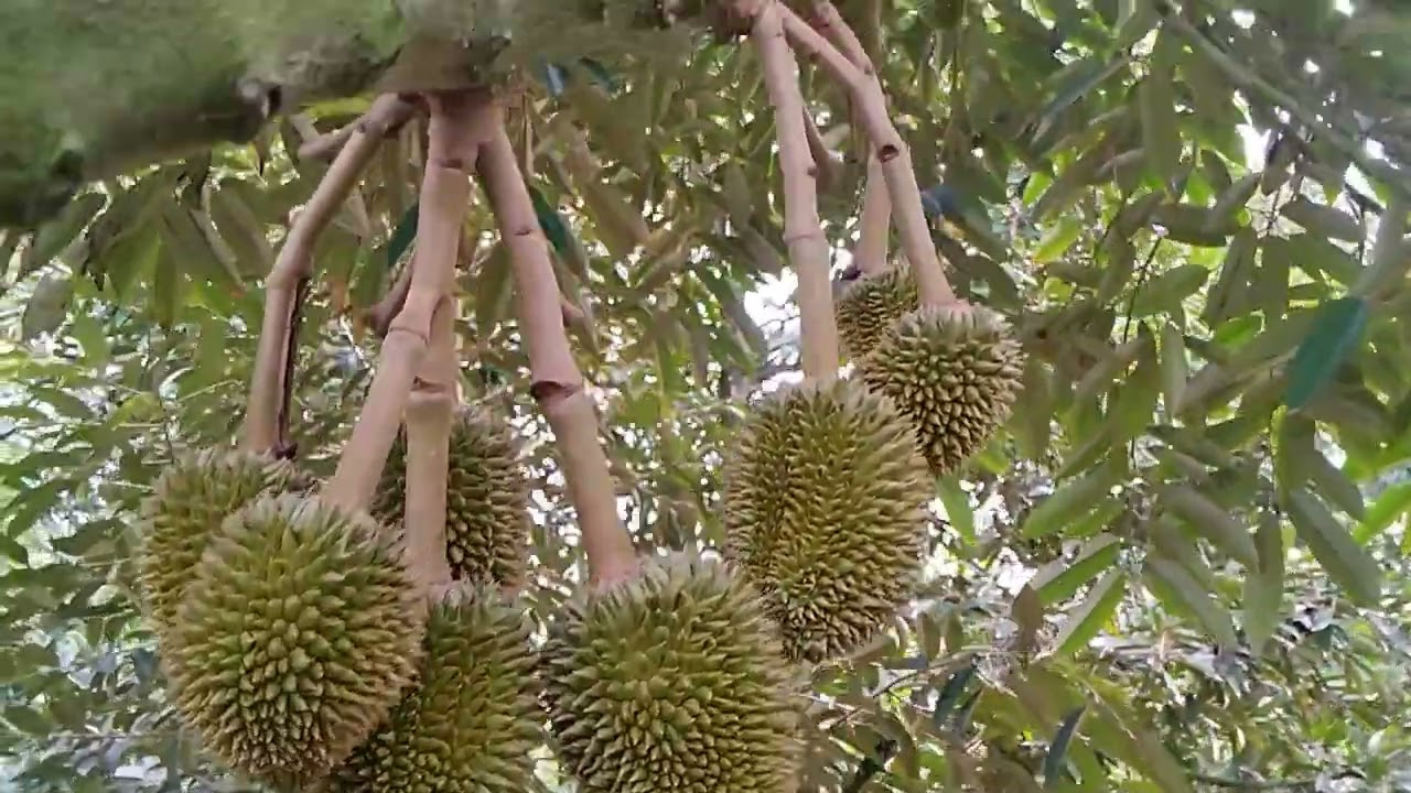 Nay Hùng chia sẽ cho các bạn xem,khi kéo đọt được rồi,cần phải xịt diệt rầy !