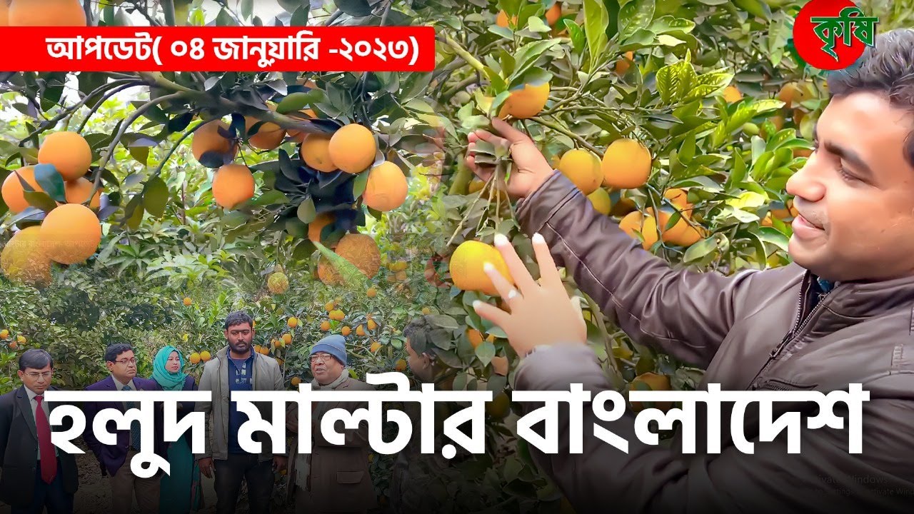 হলুদ মাল্টার বাংলাদেশ- আপডেট( ০৪ জানুয়ারি -২০২৩)