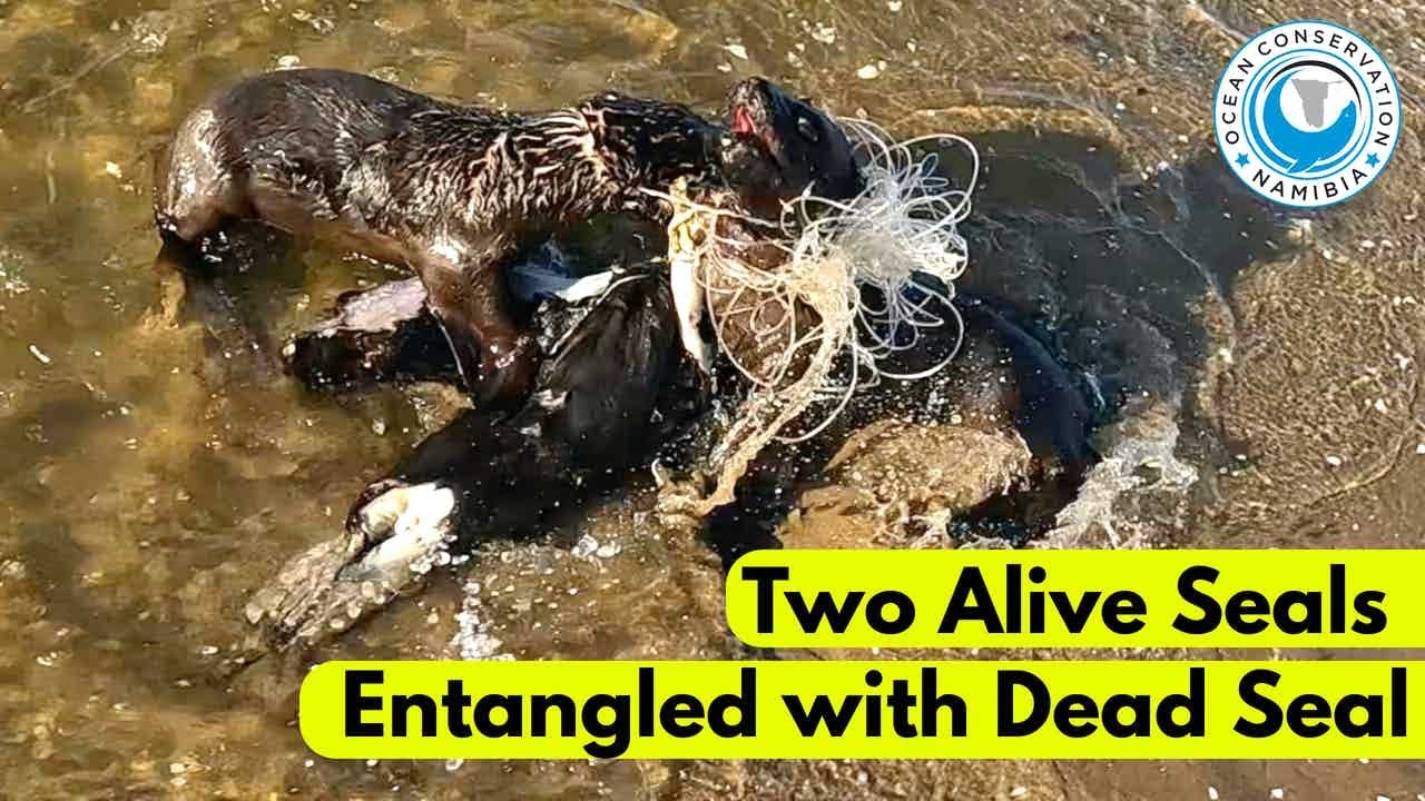 Two Alive Seals Entangled With Dead Seal