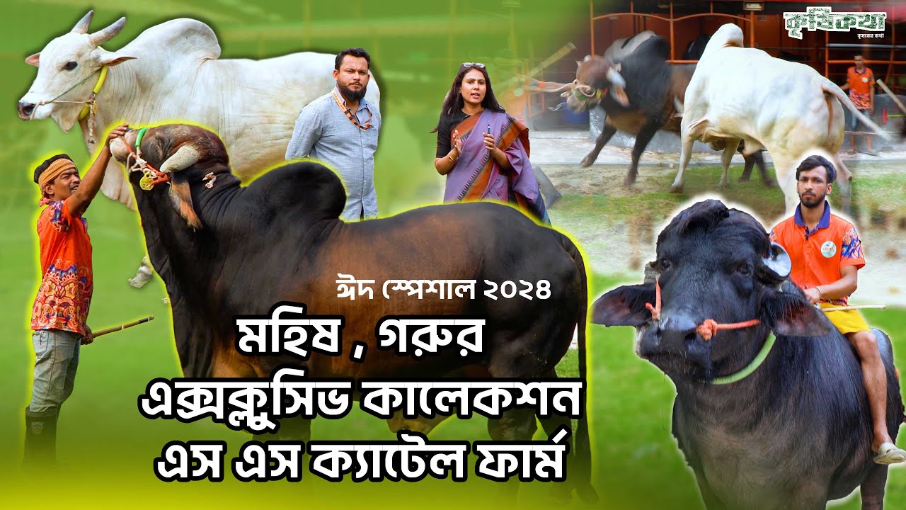 দুষ্ট মিষ্টি বাহারি নামের নজর কাড়া সব গরু,মহিষ দেখতে পাবেন এই ফার্মে । SS Cattle Farm