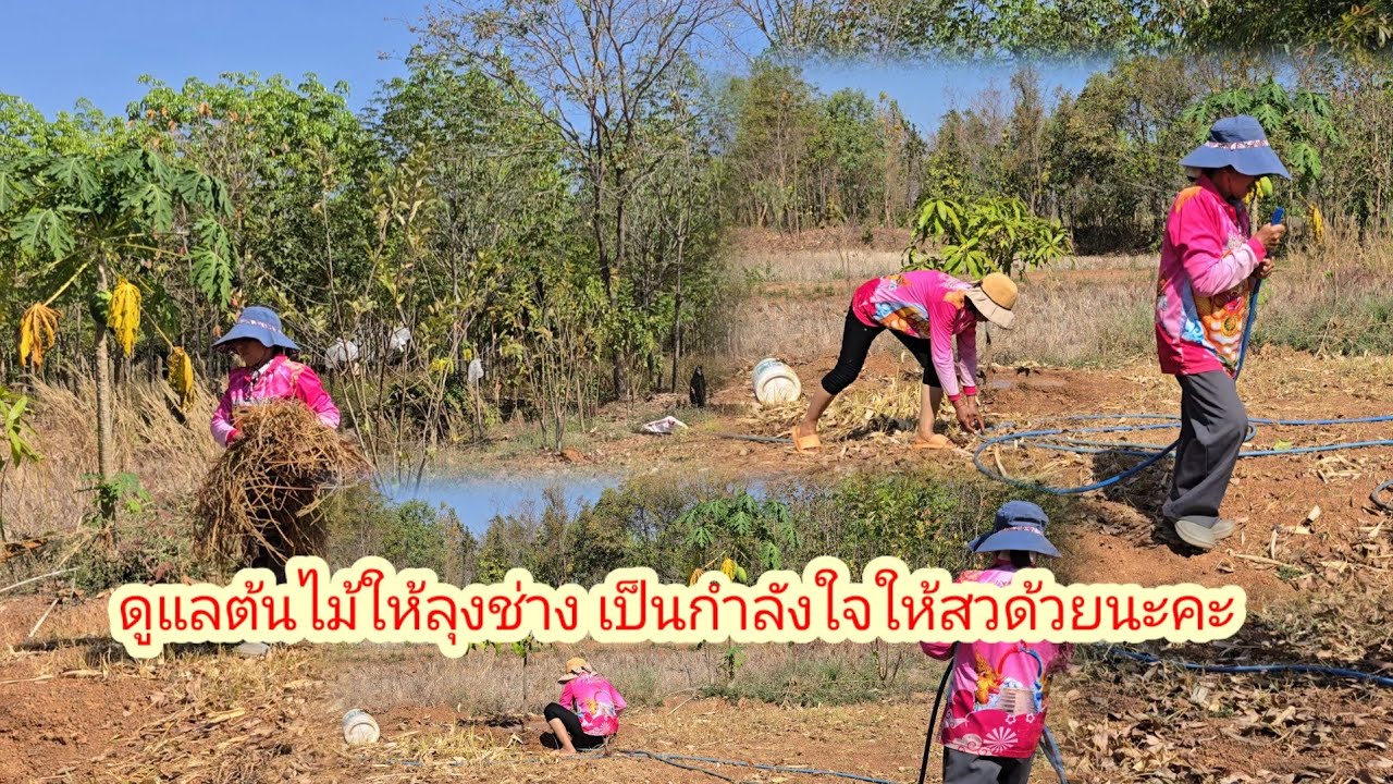 สวช่วยกันดูแลต้นไม้ให้ลุง ต้องทำแบบนี้ ขอบคุณคุณยูโร ที่ให้มา
