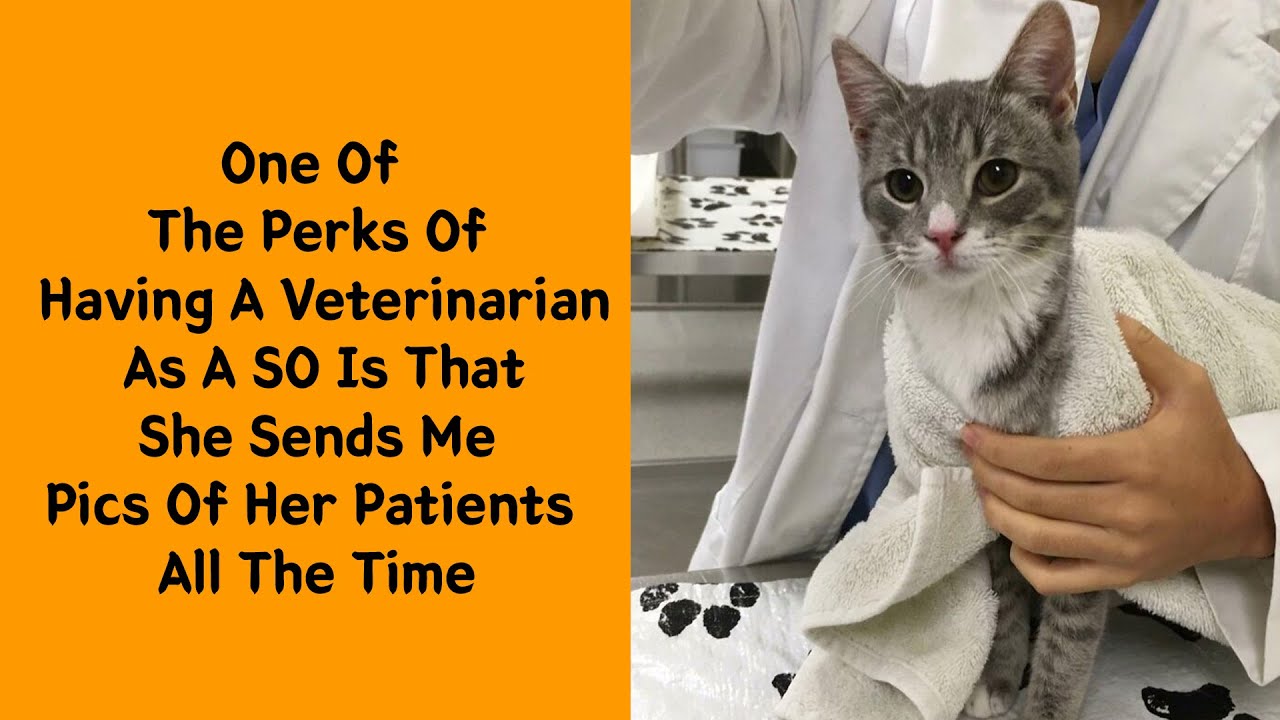 50 Times Vets Encountered The Cutest Pets At Work And Just Had To Take A Picture 4/4