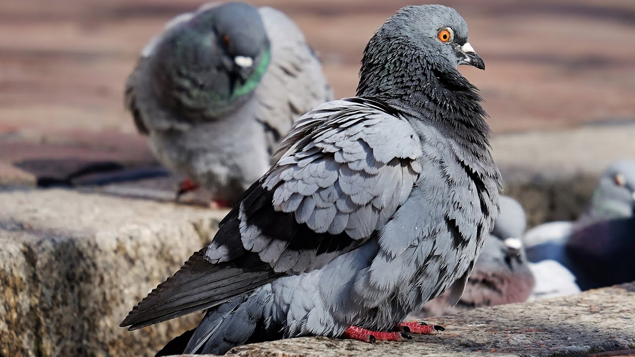 unforgettable moment of the bird of pigeon (पक्षियों की उड़ान)@prithvimitr #trending #viral #indian