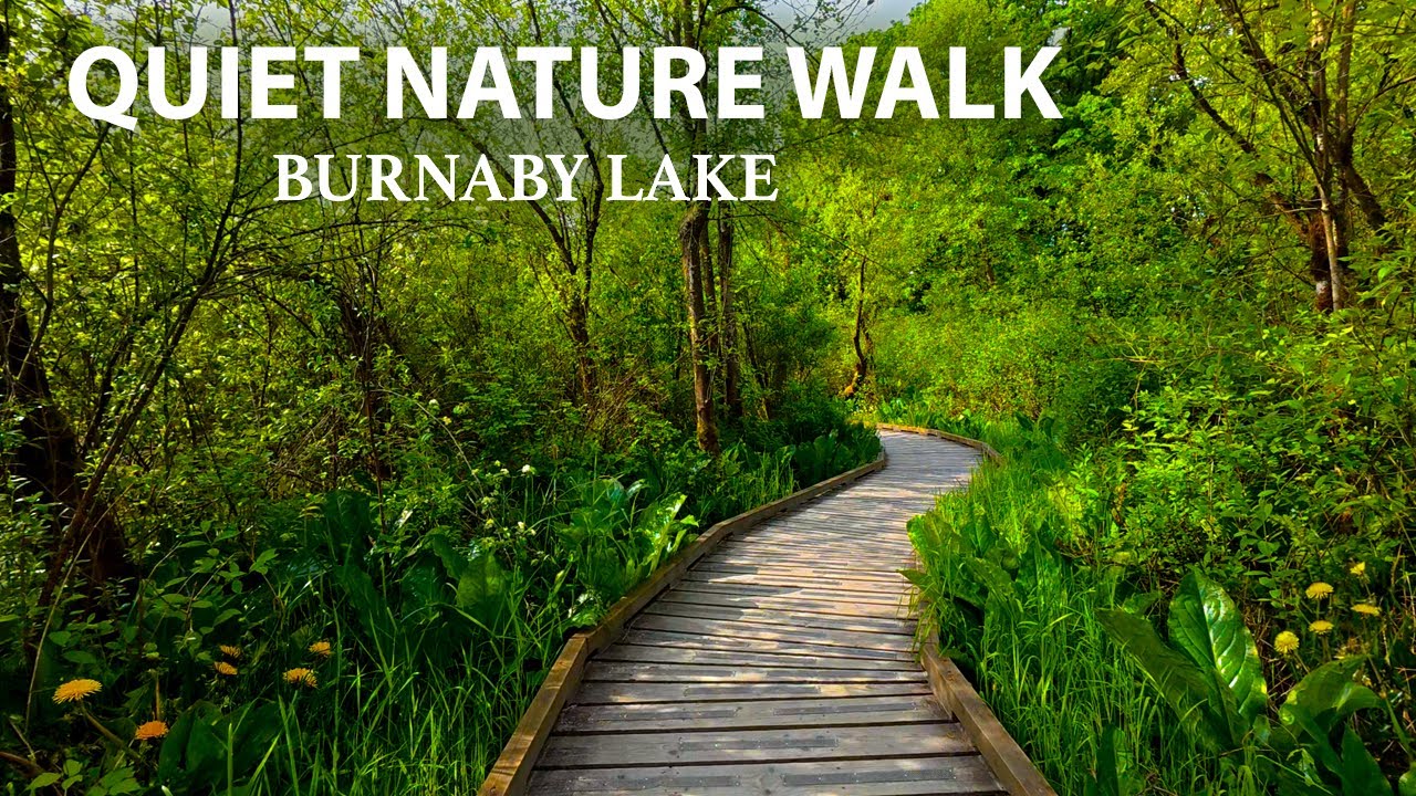 Tranquil Morning Hike around Burnaby Lake with Nature Sounds, Calm & Relaxing