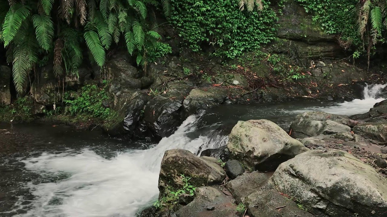 Restorative Forest Ambience to help Soothing the Soul, Meditation & Zen