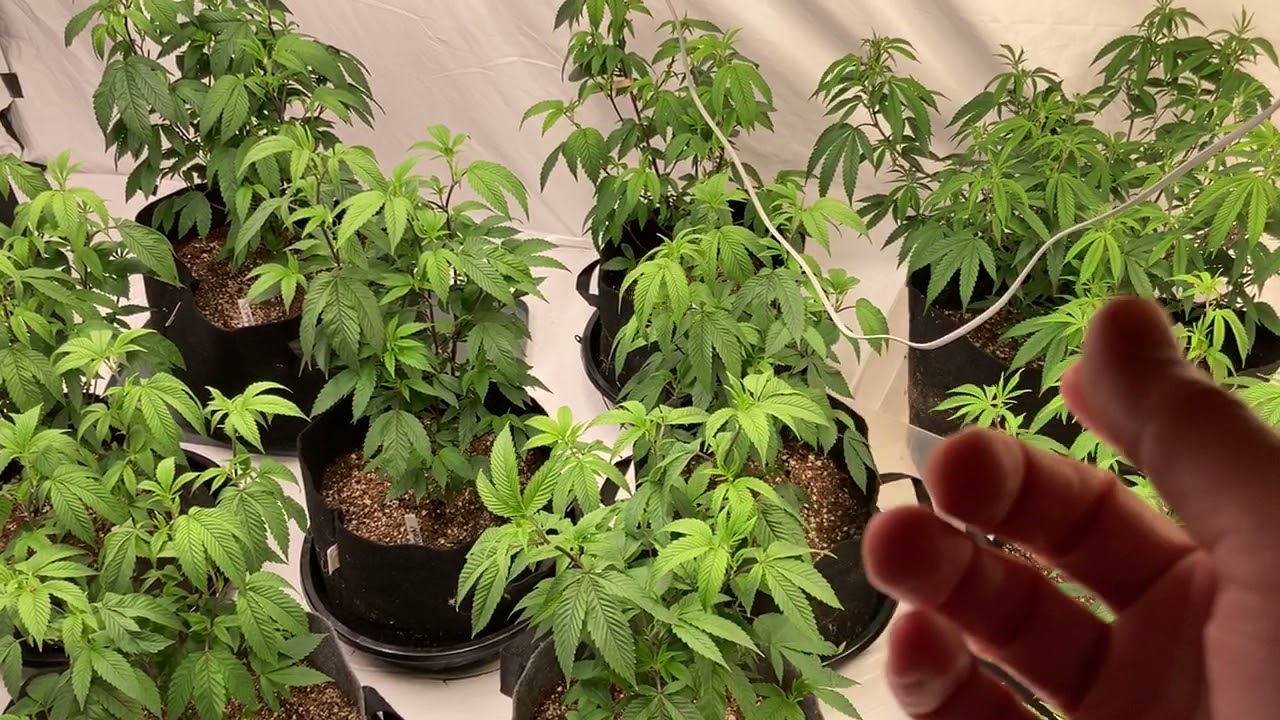 Episode 1 Grow room issues!