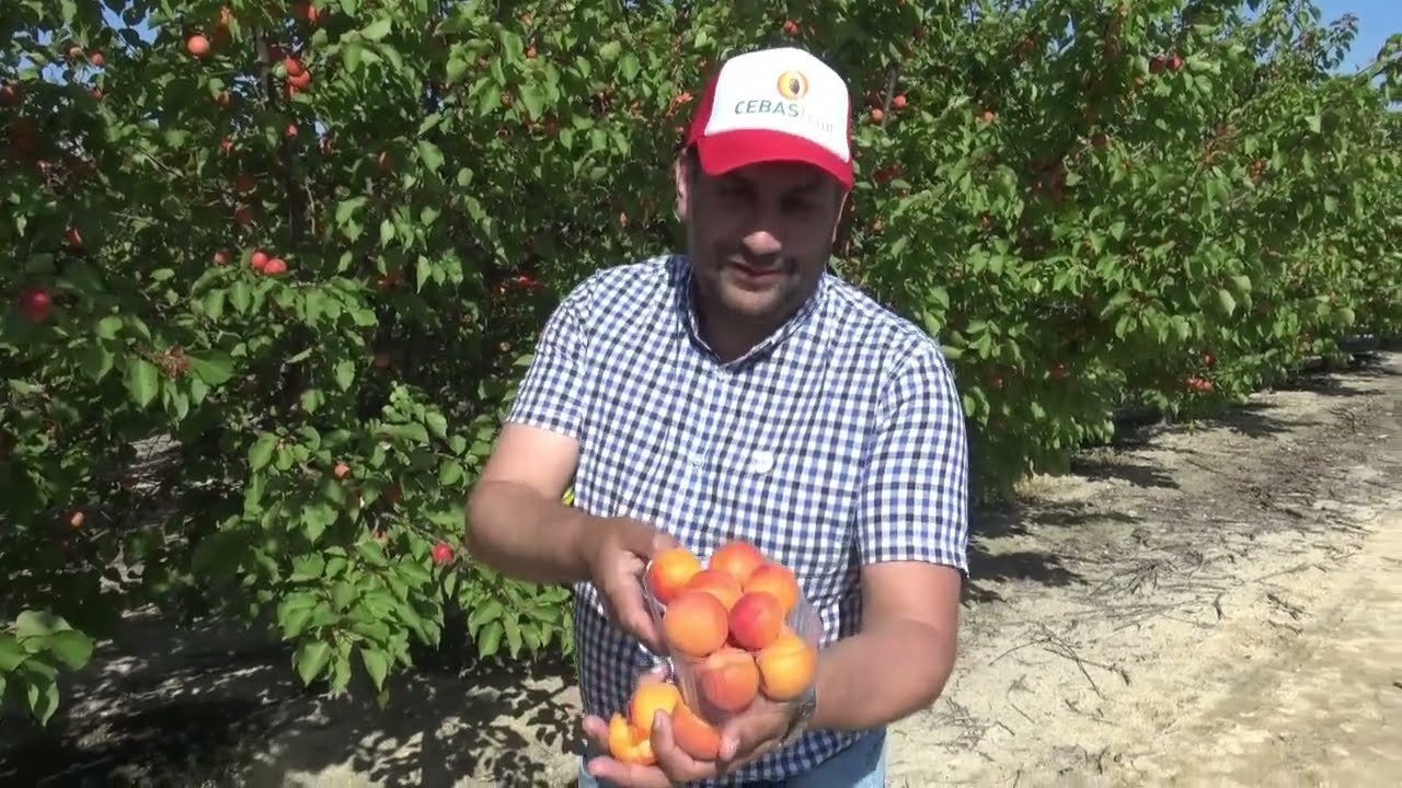 #albaricoquero #cebasfruit #nurfruits - Albaricoque CEBAS -RED®