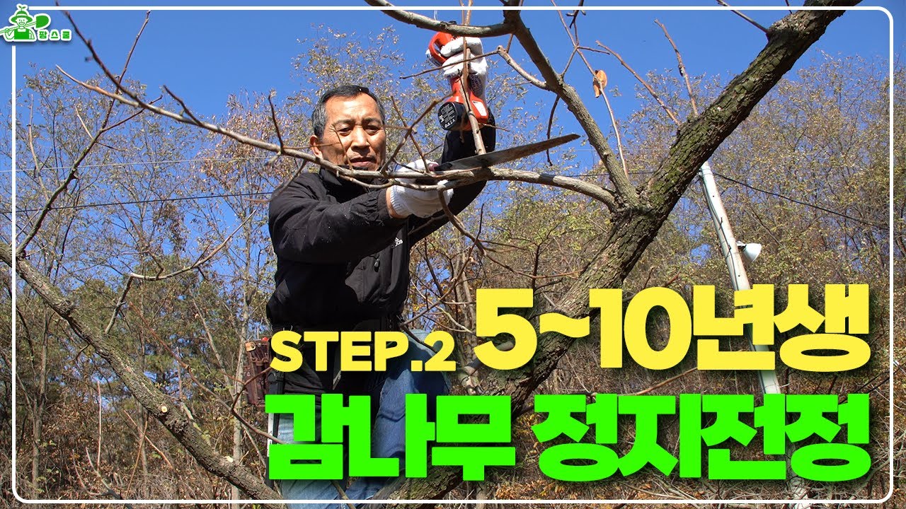 5~10년생 감나무 정지전정 방법ㅣ수고 낮추기ㅣ가지유인의 중요성