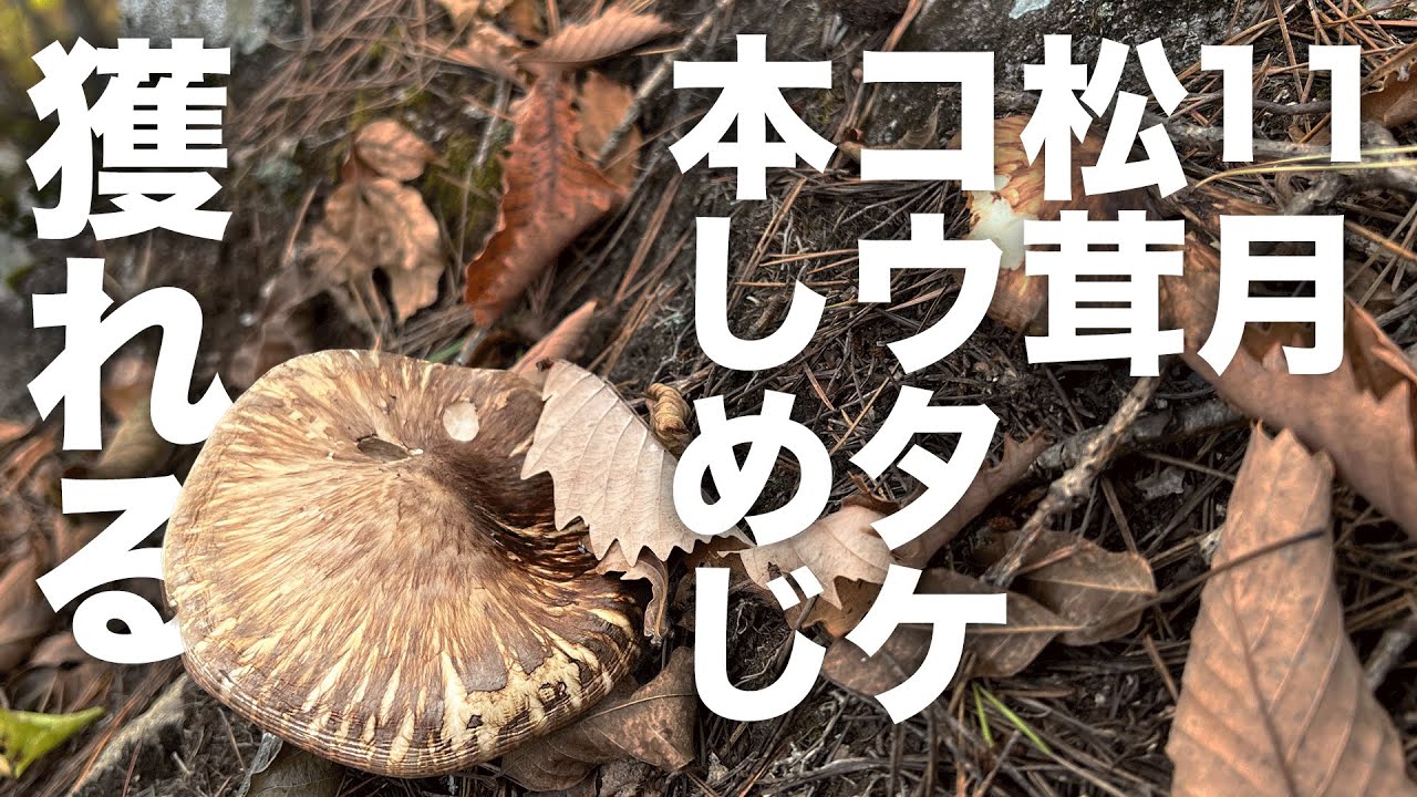 11月にまさかの最高級のキノコ三冠揃う。宝の山でのきのこ狩り。