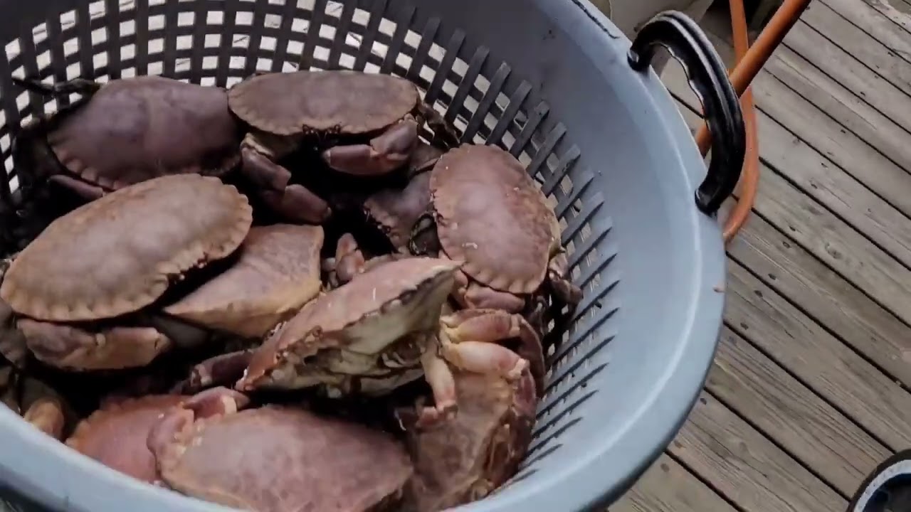 Krabbefangst i Austevoll.