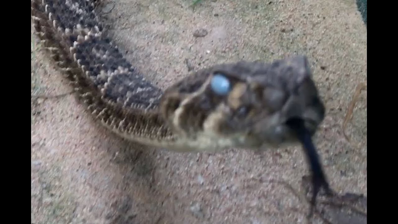 Rattlesnake comes when Called 2