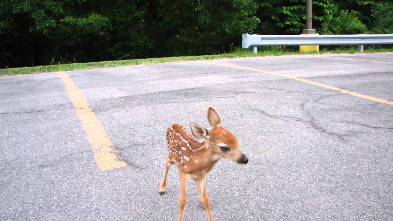 Fawn Attacking Us