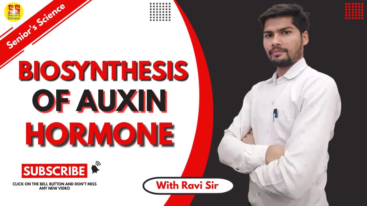 Auxin Biosynthesis|| Biosynthesis of auxin hormone || Auxin Hormone with senior's science in hindi