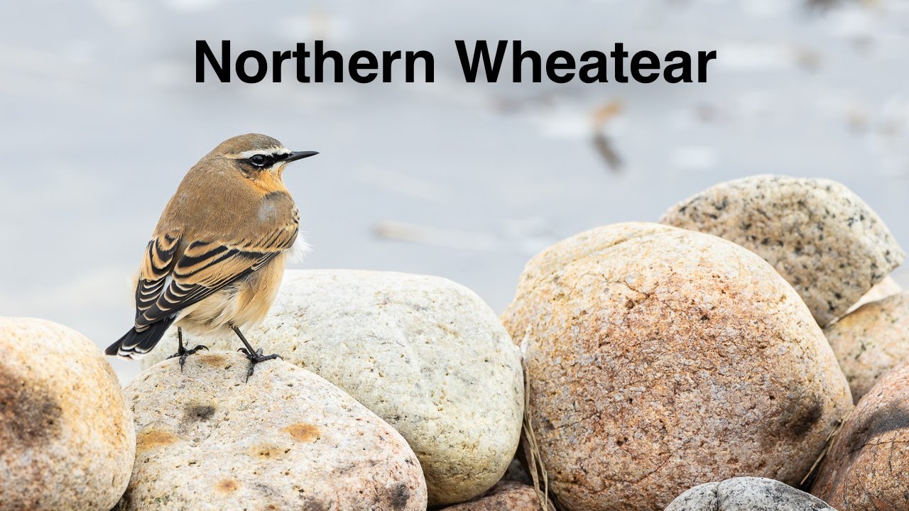 Northern Wheatear