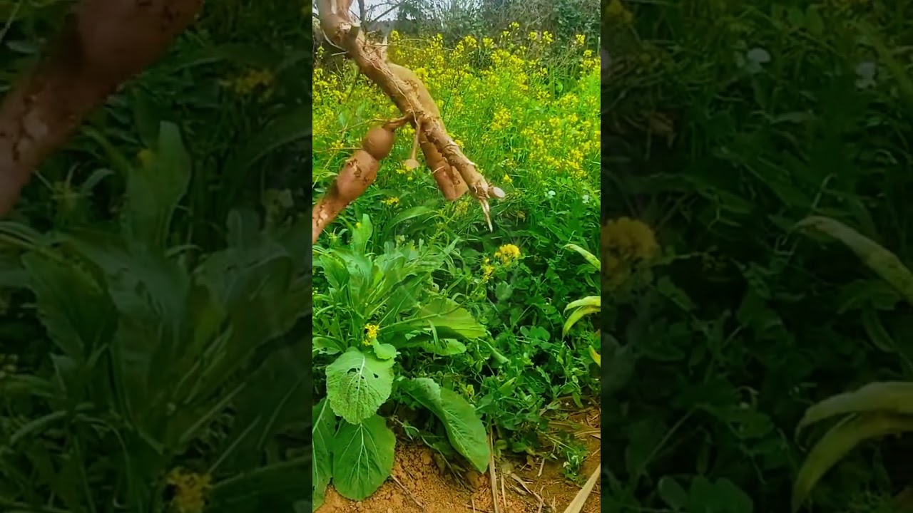 Roots of Gold: The Ultimate Cassava Harvest! 🌿⛏️ #farmoratv #nature #asmr