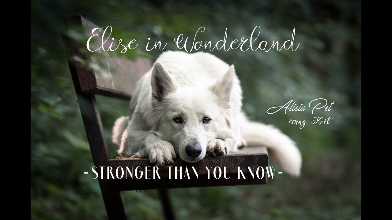 |Stronger than you know| White Swiss Shepherd Elise