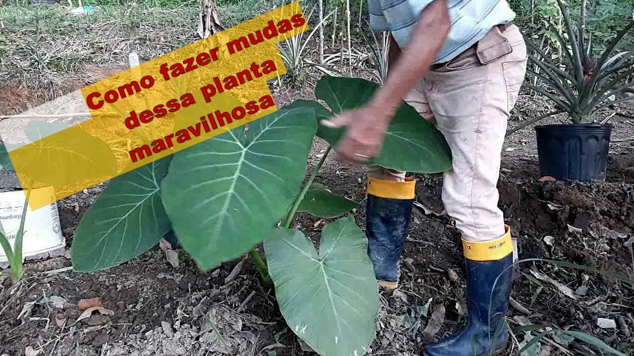 TAIÓBA sistema caseiro de fazer as mudas.
