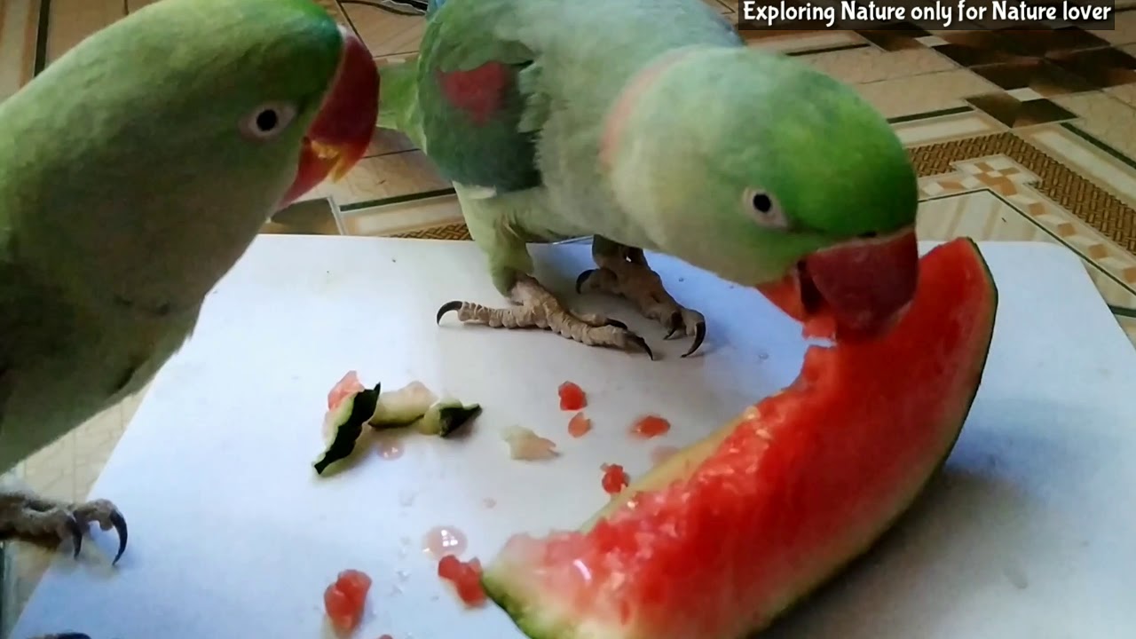 Summer best fruit for parrot | parrot like Watermelon | perfect Fruit for parrot