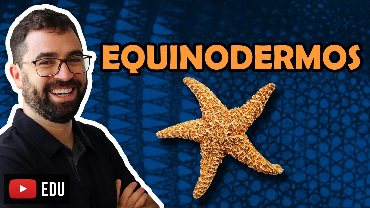 Equinodermos - Aula 25 - M&oacute;dulo VI: Zoologia | Prof. Guilherme