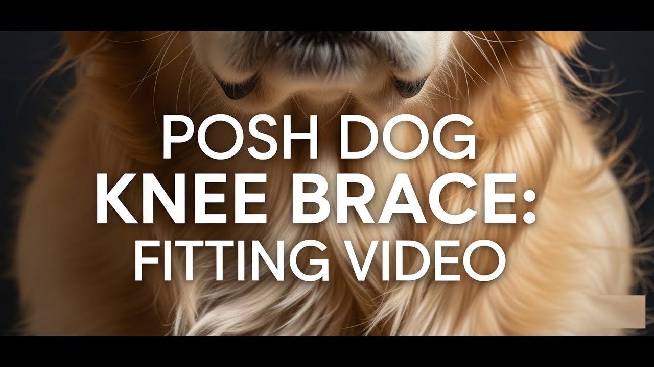 Posh Dog Knee Brace Fitting Video