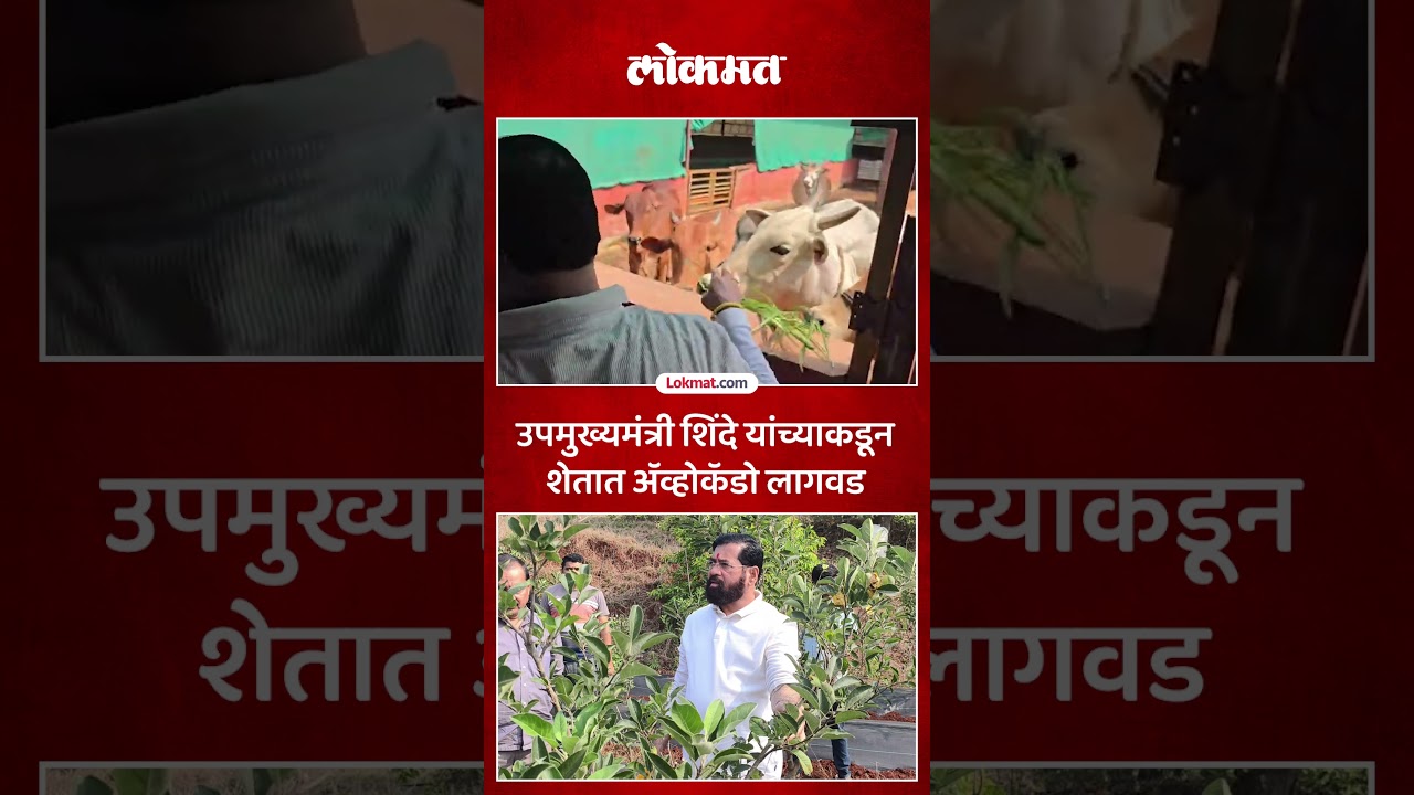 उपमुख्यमंत्री एकनाथ शिंदे यांच्या शेतात ॲव्होकॅडोची लागवड | DCM Eknath Shinde Planted Avocado | SK5