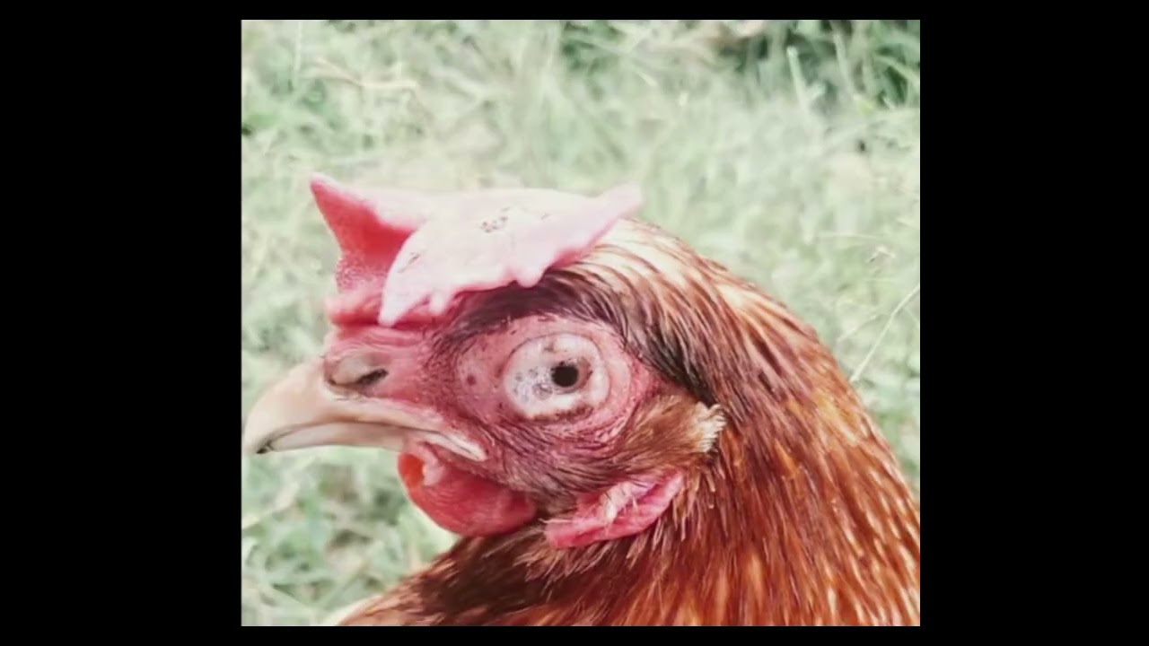 3 ዋና ዋና የዶሮ አይን በሽታ መድሐኒቶች 