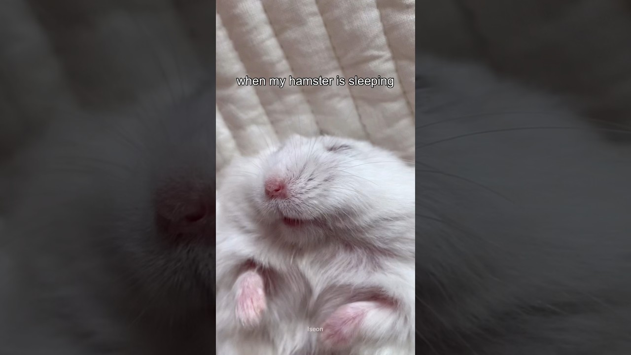I could watch my hamster sleep forever😴 #cute #cuteanimals
