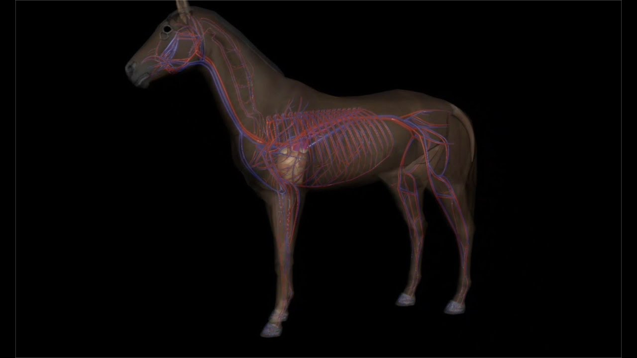 real horses heartbeats (veterinary archive)