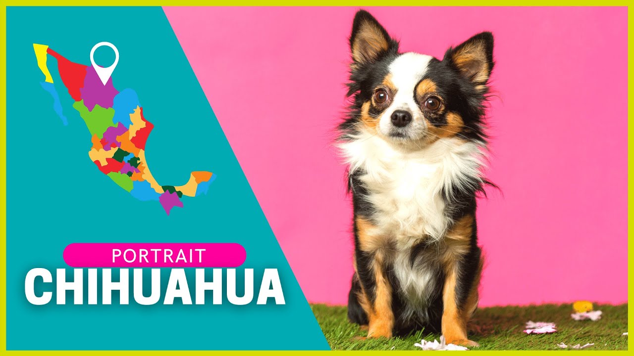 CHIHUAHUA | Charakter, Haltung, Gesundheit | Rasseportrait
