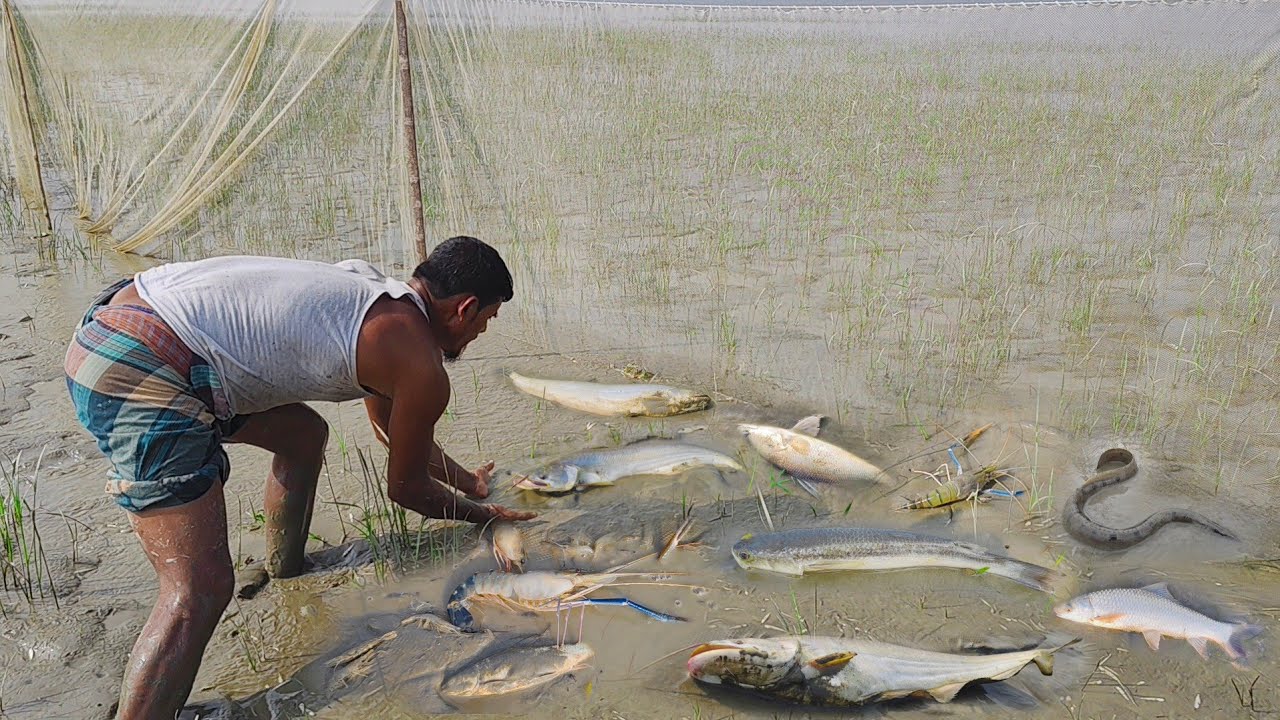 দেখেন ভাই দেখেন এই প্রথম গড়া জালে সব প্রকার বড় বড় মাছ ধরা পড়লো আজ। Big Fish catching। Fishing video