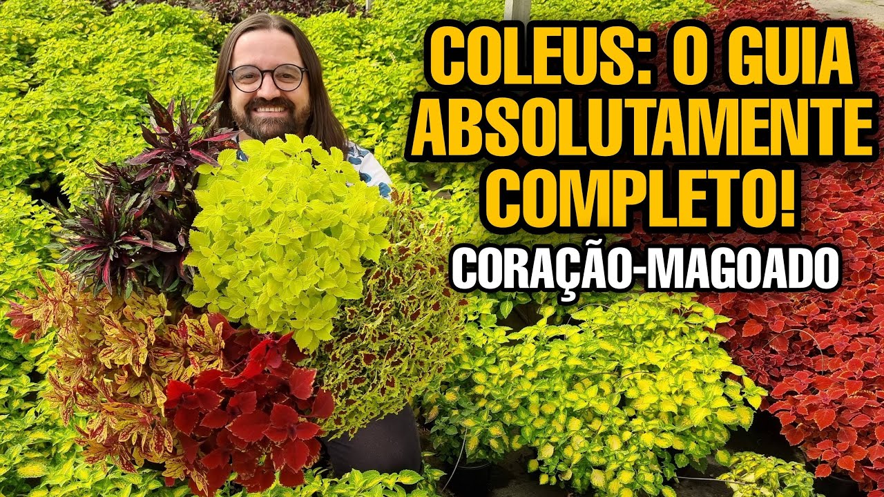 AULÃO - Coléus ou Coração-Magoado - Aprenda a Plantar e Cuidar dessas PLANTAS coloridas