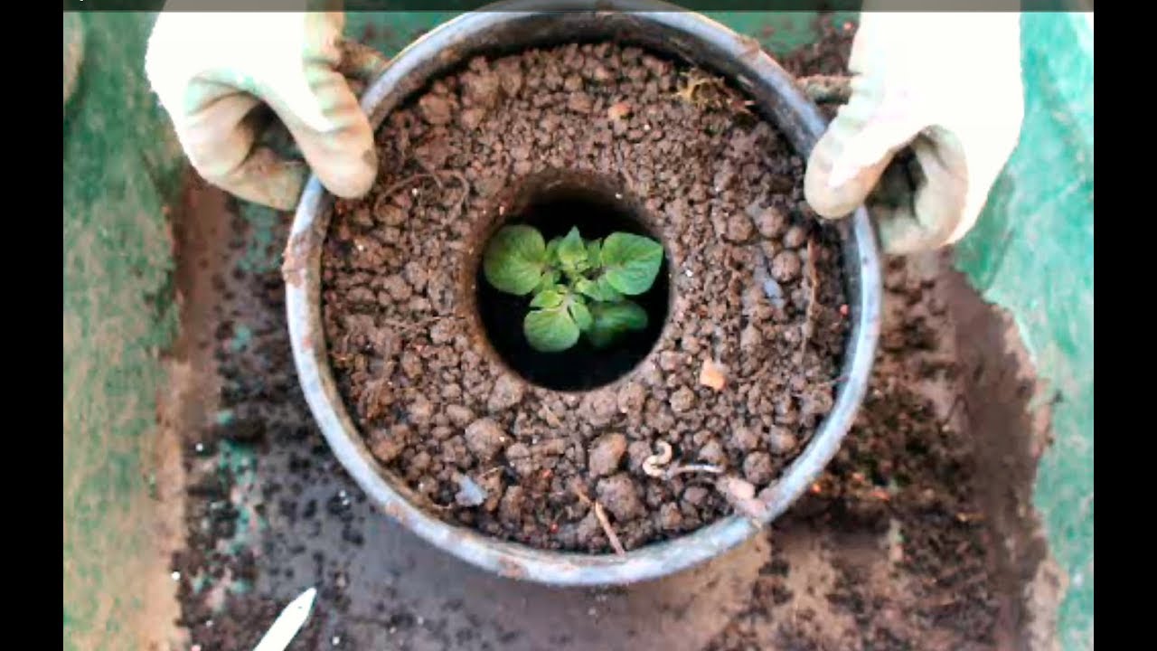 Smallest Compost Pile in the World goes full circle. Grow vegetables.