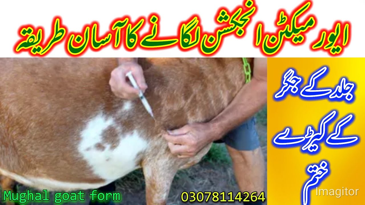 ivermectin injection lagane ka tarika ! ایورمیکٹن انجکشن لگانے کا مکمل طریقہ ذیرےجلد ! Anas mughal