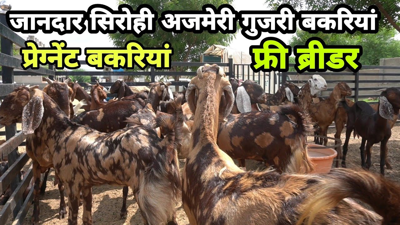 सिरोही बच्चो वाली और प्रेग्नेंट बकरिया कम समय ज्यादा कमाई| pregnant goat sirohi goat | goat market