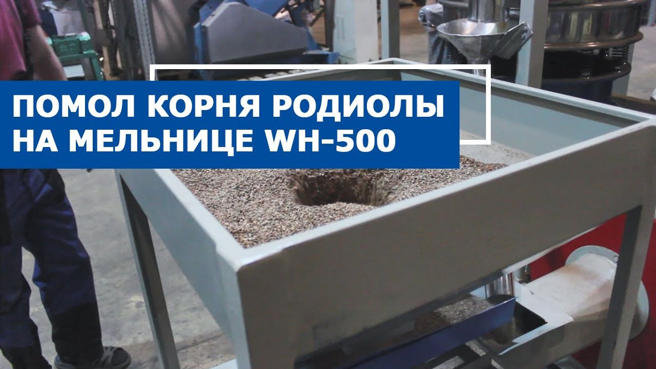 Промышленная мельница тонкого помола WH-500 в процессе измельчения корня родиолы