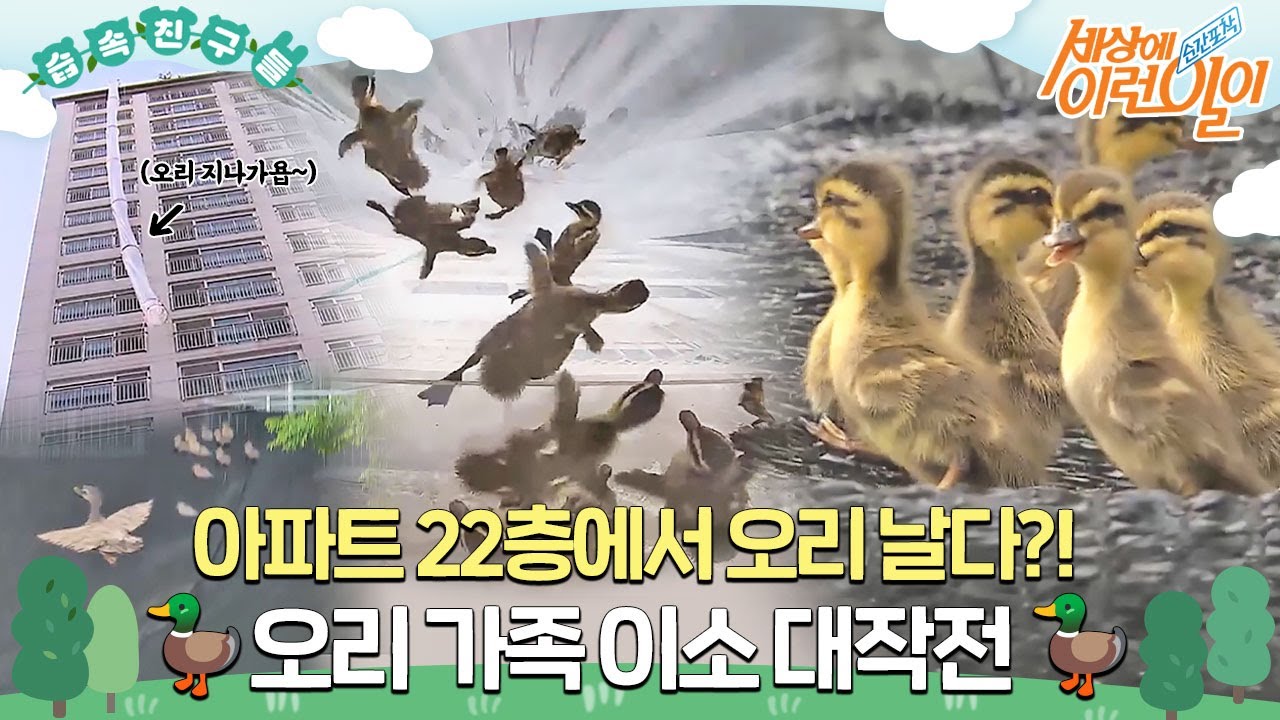 [#습속친구들] 아파트 옥상에서 번지 점프를~! 🦆오리 가족 이소 대작전🦆 #순간포착세상에이런일이 #WhatonEarth #SBSstory