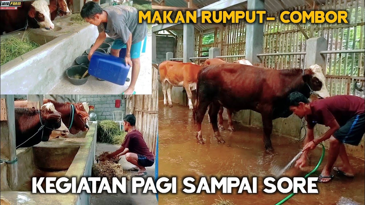 🔴 Kegiatan Full Pagi Sampai Sore Di Kandang Wiji Jaya | Beternak Sapi