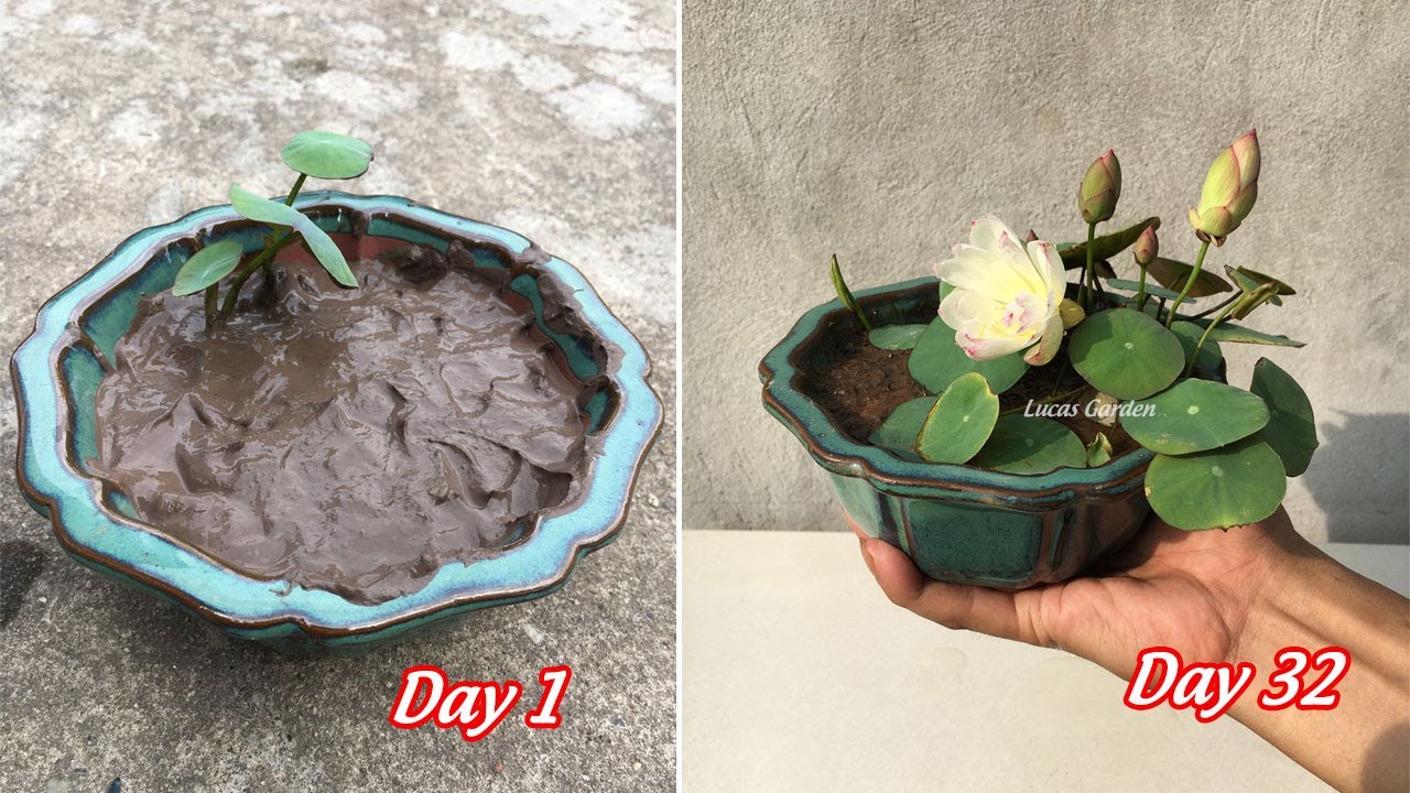 How to grow super mini lotus in a small pot, bloom after 32 days, full of information